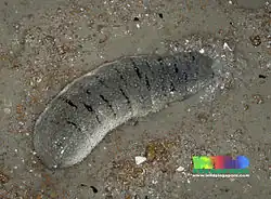 Holothuria scabra
