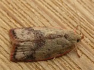 Garrha limbata