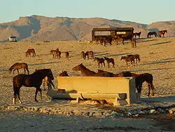 Au premier plan des chevaux sont à l'abreuvoir, au second plan un véhicule tout-terrain à la gauche d'un abri d'observation.