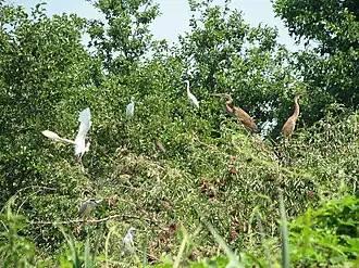 Aigrette garzette, héron pourpre et bihoreau gris à Valle Lomellina en juillet 2006.