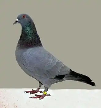 Bleu de Gascogne.