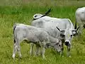 Vache gasconne et son veau.