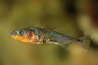 Gasterosteus aculeatus (Gasterosteoidei)