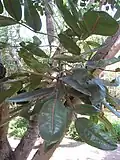 Vue d'une feuille d'un individu au Jardin d'Éden de Saint-Paul, sur l'île de la Réunion.