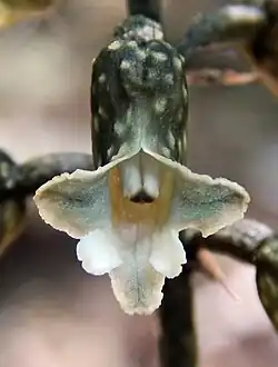 Gastrodia cooperae