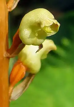 Gastrodia elata