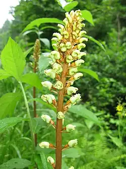 Gastrodia elata