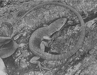 Description de l'image Gastropholis tropidopholis.jpg.