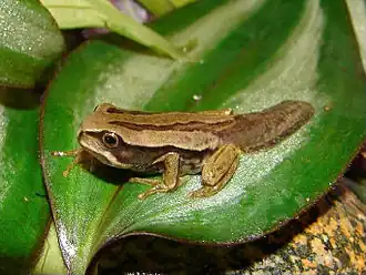 Description de l'image Gastrotheca dunni.jpg.