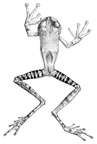 Description de l'image Gastrotheca guentheri (2).jpg.