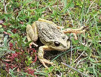 Description de l'image Gastrotheca peruana en la quebrada Aquilpo (cropped).jpg.