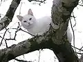 Un chat blanc.