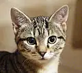 Le M sur le front est le trait de maquillage présent chez les mackerel tabby