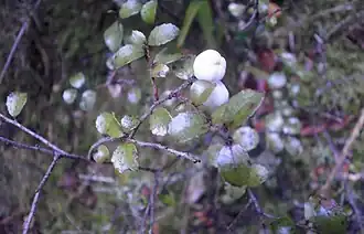Description de l'image Gaultheria antipoda 11.JPG.