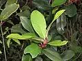 Feuilles coriaces, persistantes de Gaultheria fragrantissima, Kerala