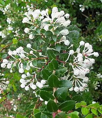 Description de l'image Gaultheria insana (8464342018).jpg.