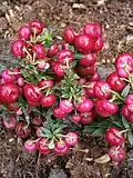 Gaultheria mucronata 'Bell's Seedling'.