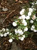 Gaultheria mucronata 'Wintertime'.
