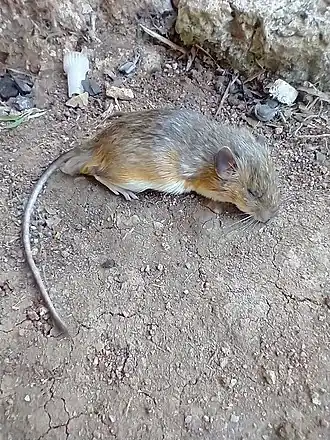 Description de l'image Gaumer's Spiny Pocket Mouse imported from iNaturalist photo 182456081 on 17 April 2022.jpg.