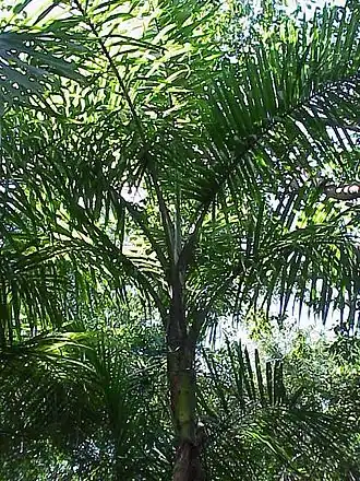 Gaussia maya
