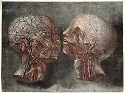 Anatomie de la tête, 1748