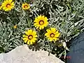 Un pied de Gazania.
