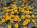 Pied de Gazania longiscapa.