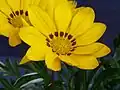 Fleur de Gazania rigens.