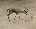 Gazelle de Speke (femelle)