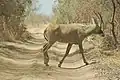 Antilope rouanne (Hippotragus equinus).