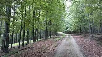Gazije (Feričanci)