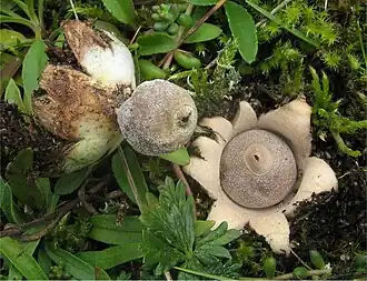 Geastrum minimum