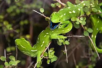Description de l'image Gecko in Karori.jpg.