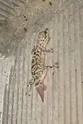 Queue de gecko en cours de régénération.