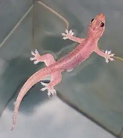 Gehyra mutilata.