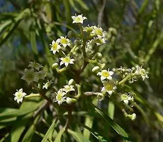 Description de l'image Geijera parviflora 4.jpg.