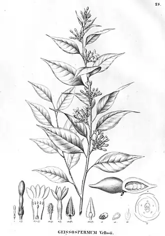 Description de l'image Geissospermum laeve as Geissospermum vellosii.jpg.
