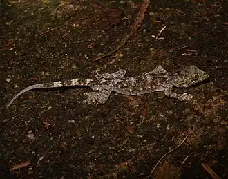 Description de l'image Gekko adleri.jpg.