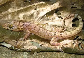 Description de l'image Gekko kikuchii from Barangay Binatug, San Mariano - ZooKeys-266-001-g048.jpg.