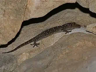 Description de l'image Gekko nutaphandi 60480369.jpg.