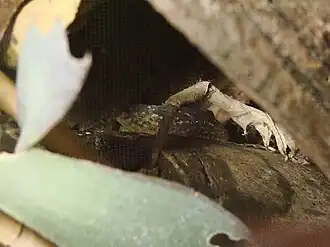 Description de l'image Gekko petricolus (Wroclaw zoo).JPG.