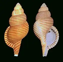 Gelagna succincta