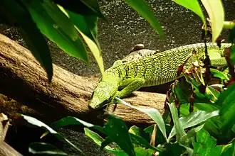 Description de l'image Gelbgefleckter Baumwaran (Varanus reisingeri).JPG.