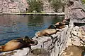Otaries de Californie.