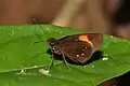 Papillon Ancistroides gemmifer (Hesperiidae)
