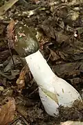 Phallus impudicus