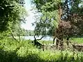Forêt de Gemenc : un bras mort du Danube