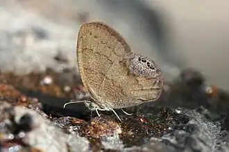 Description de l'image Gemmed Satyr (Cyllopsis gemma).jpg.