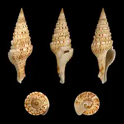 Gemmula unedo