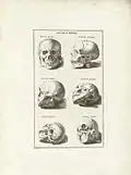 Planche tirée de l’Anatomia per uso et intelligenza del disegno ricercata non solo su l'ossi, e muscoli del corpo humano de Bernardino Genga, 1673.